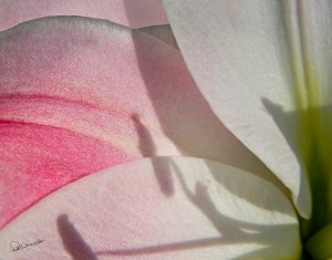 Intimate Lily